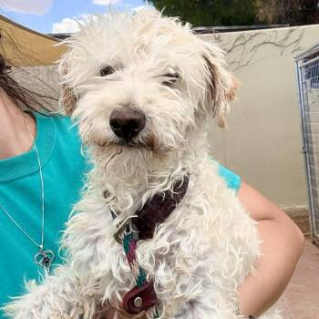 Elmer -  Mixed Breed Dog for Adoption in Las Cruces, New Mexico - Elmer | PetCurious