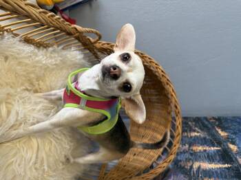 Rescue Chihuahua Dogs for Adoption in Oklahoma City, Oklahoma - Ella Enchanted | PetCurious