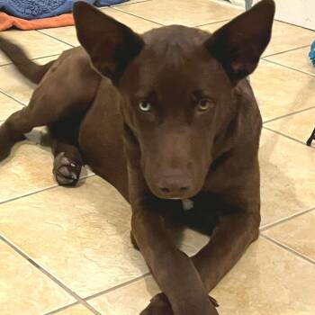 Husky and Chocolate Labrador Retriever Dogs Available for Adoption - Chocorama | PetCurious