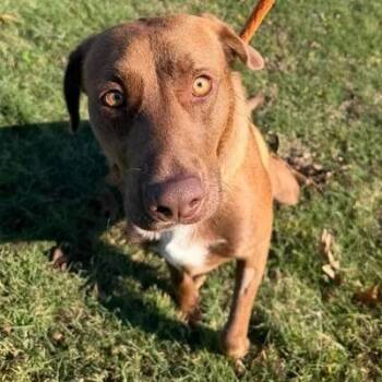 Bear -  Labrador Retriever Dog for Adoption in Vinita, Oklahoma - Bear | PetCurious
