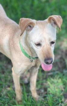 Molly -  Mixed Breed and Whippet Dog for Adoption in Houston, Texas - Molly | PetCurious