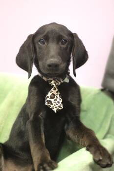 Diesel in NH. Come Meet our Adoptable Dogs Wednesday-Saturday. M -  Black Labrador Retriever Dog for Adoption in Manchester, New Hampshire - Diesel In NH. Come Meet Our Adoptable Dogs Wednesday-Saturday. M | PetCurious