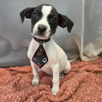 Australian Cattle Dog Blue Heeler Dogs Available for Adoption in Foley, Alabama - Sarge | PetCurious
