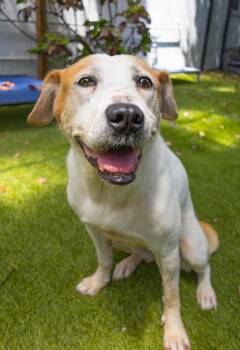 Sweetie -  Hound Dog for Adoption in Palm Harbor, Florida - Sweetie | PetCurious
