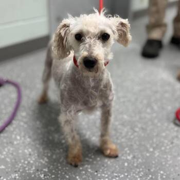 Klaus -  Miniature Schnauzer Dog Available for Adoption in Bardstown, Kentucky - Klaus | PetCurious