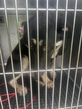 German Shepherd Dog Dogs Available for Adoption in Dallas, Texas - JUNEE | PetCurious