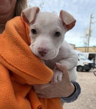 Labrador Retriever and Staffordshire Bull Terrier Dogs Available for Adoption - Juno | PetCurious