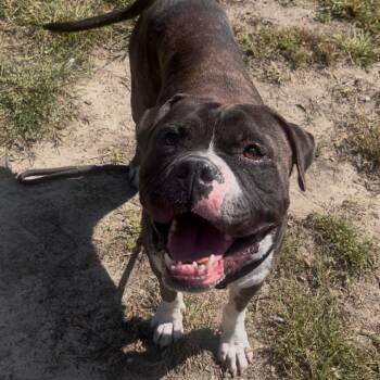 Mixed Breed Dogs Available for Adoption in Newark, New Jersey - Pretzel | PetCurious