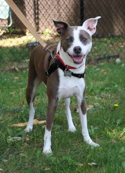 Tank -  Boston Terrier Dog for Adoption in Harrison, New York - Tank | PetCurious