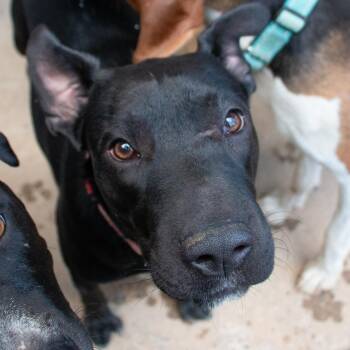 Beauty Queen-Bee -  Shar Pei and Black Labrador Retriever Dog for Adoption in Houston, Texas - Beauty Queen-Bee | PetCurious