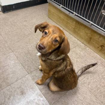Geo -  Hound and Retriever Dog for Adoption in Birmingham, Alabama - Geo | PetCurious