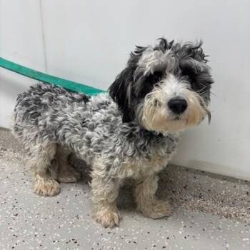 Mixed Breed Dogs Available for Adoption in Indianapolis, Indiana - Sundae | PetCurious