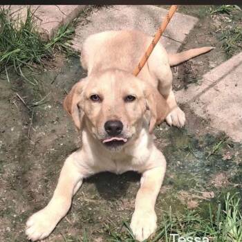 Tessa -  Labrador Retriever Dog for Adoption in Otisfield, Maine - Tessa | PetCurious