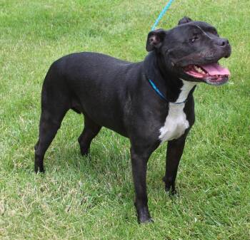 Allie (11957) -  Pit Bull Terrier Dog for Adoption in Heath, Ohio - Allie (11957) | PetCurious