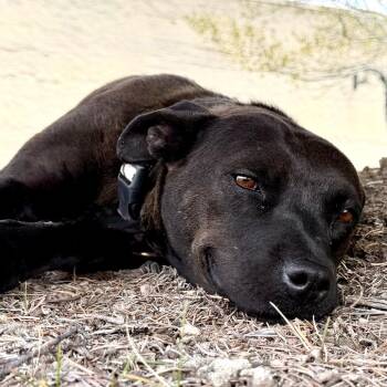 Mixed Breed Dogs Available for Adoption in Park City, Utah - Simone | PetCurious
