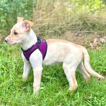 Brian -  Retriever and Mixed Breed Dog for Adoption in East Hampton, New York - Brian | PetCurious