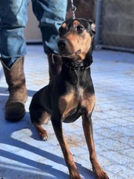 Ruby -  Miniature Pinscher Dog for Adoption in Russellville, Kentucky - Ruby | PetCurious