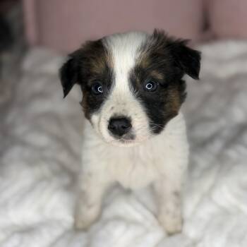 Australian Shepherd and Australian Cattle Dog Blue Heeler Dogs Available for Adoption in Atlanta, Texas - Lady | PetCurious