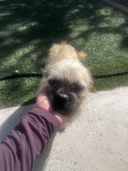 Pete -  Pug and Terrier Dog for Adoption in Albuquerque, New Mexico - Pete | PetCurious