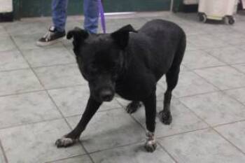 Rescue Australian Cattle Dog Blue Heeler and Mixed Breed Dogs for Adoption in Weatherford, Texas - Kora | PetCurious