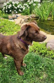Sienna -  Australian Shepherd Dog for Adoption in Dublin, Ohio - Sienna | PetCurious