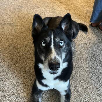 Leah -  Husky Dog for Adoption in Gilbert, Arizona - Leah | PetCurious