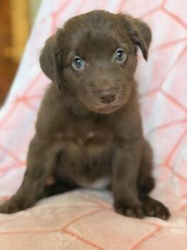 Lionel -  Chocolate Labrador Retriever Dog for Adoption in Monticello, Minnesota - Lionel | PetCurious