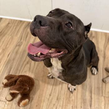 LUNA -  American Bully Dog for Adoption in Graham, Washington - LUNA | PetCurious