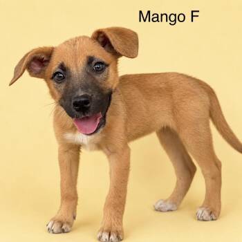 Mango -  Mixed Breed Dog for Adoption in Bend, Oregon - Mango | PetCurious