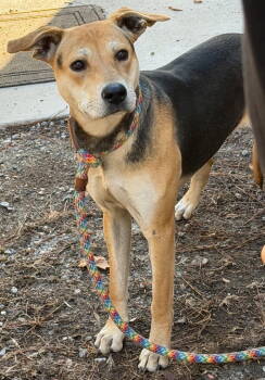 Rescue Hound Dogs for Adoption in Tarboro, North Carolina - 25-665 Shirley | PetCurious