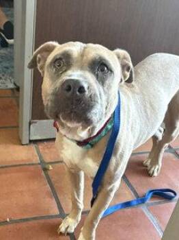 Phoebe -  Mastiff and Pit Bull Terrier Dog for Adoption in San Diego, California - Phoebe | PetCurious