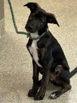 Diesel -  Shepherd and Mixed Breed Dog for Adoption in Kansas City, Missouri - Diesel | PetCurious
