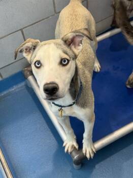 NINA -  Mixed Breed Dog for Adoption in Dallas, Texas - NINA | PetCurious