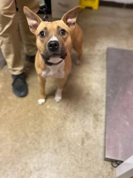 Uva -  Terrier Dog Available for Adoption in New Braunfels, Texas - Uva | PetCurious