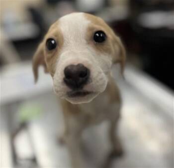 Beagle and Labrador Retriever Dogs Available for Adoption - RUBY | PetCurious