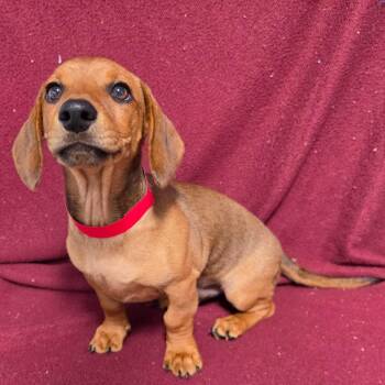 Scout -  Dachshund Dog for Adoption in Jefferson City, Tennessee - Scout | PetCurious