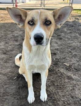 Rescue Labrador Retriever and Husky Dogs for Adoption in Thousand Oaks, California - Vera | PetCurious