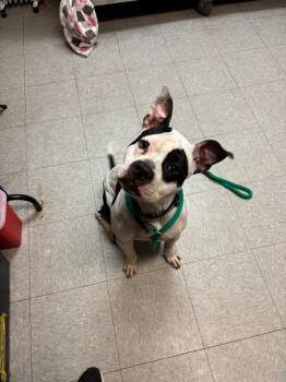 Pit Bull Terrier Dogs Available for Adoption - Huncho | PetCurious