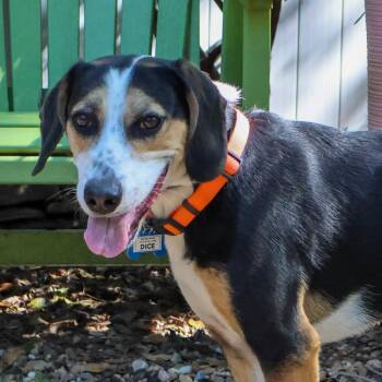 Hound Dogs Available for Adoption in Wake Forest, North Carolina - Dice | PetCurious