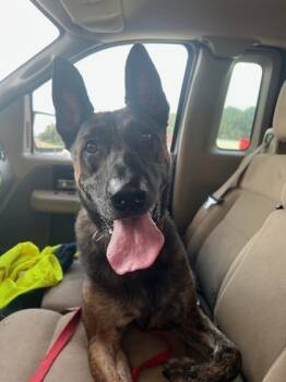 Rescue Dutch Shepherd and Mixed Breed Dogs for Adoption in Columbia, South Carolina - Drama | PetCurious