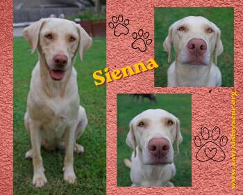 Sienna -  Labrador Retriever and Yellow Labrador Retriever Dog for Adoption in Middletown, Rhode Island - Sienna | PetCurious