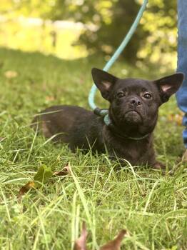 Churro- Transport -  Boston Terrier and Chihuahua Dog for Adoption in Gradyville, Kentucky - Churro- Transport | PetCurious