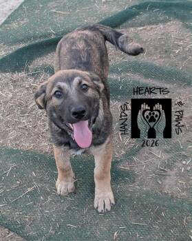 German Shepherd Dog Dogs Available for Adoption - Xanadu | PetCurious