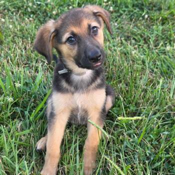 FOSTER NEEDED - Azalea -  German Shepherd Dog Dog for Adoption - FOSTER NEEDED - Azalea | PetCurious