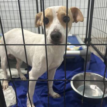 Romaine Lettuce -  Chihuahua and Mixed Breed Dog for Adoption in St. Louis, Missouri - Romaine Lettuce | PetCurious