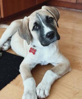 Duke -  Anatolian Shepherd Dog for Adoption in Sunnyvale, California - Duke | PetCurious