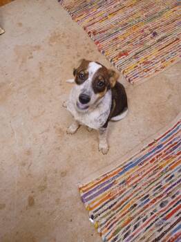 Rescue Hound Dogs for Adoption in Shelbyville, Tennessee - Jackie | PetCurious