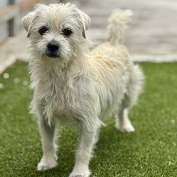 Terrier and Poodle Dogs Available for Adoption in Hondo, Texas - Winston - Terrier Boy | PetCurious
