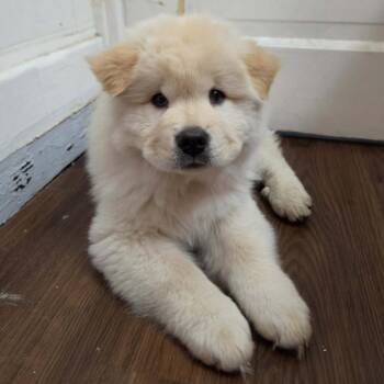 Borris Wigglesworth -  Chow Chow Dog for Adoption in Olathe, Kansas - Borris Wigglesworth | PetCurious