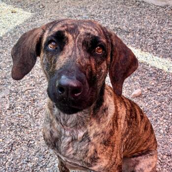 Zillah -  Plott Hound and Mastiff Dog for Adoption in Glen Rock, New Jersey - Zillah | PetCurious